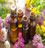 'Essential Oils Extraction and Processing, Aromatic Chemicals, Aromatic Compounds, Flavours, Fragrances and Perfumes