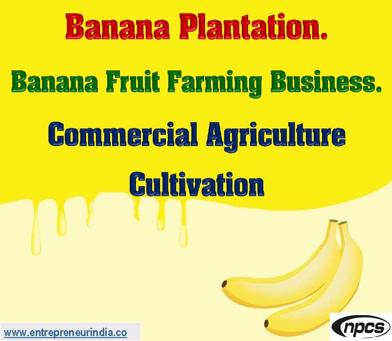 business plan for banana farming