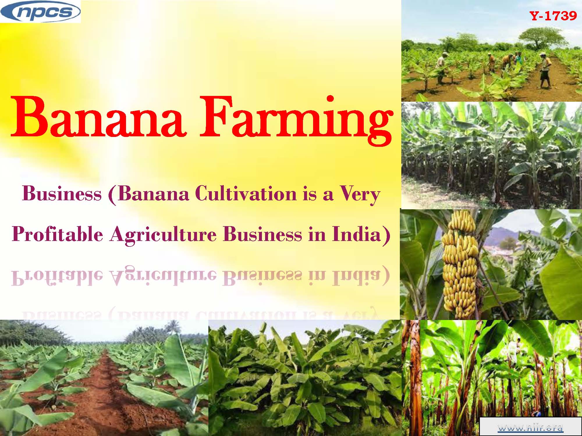 Banana Farming Business (Banana Cultivation is a Very Profitable Agriculture Business in India)