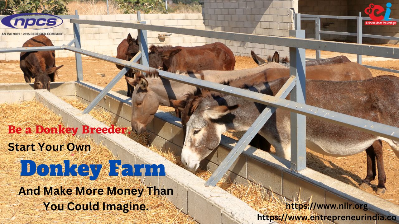Be a Donkey Breeder Start Your Own Donkey Farm And Make More Money Than You Could Imagine