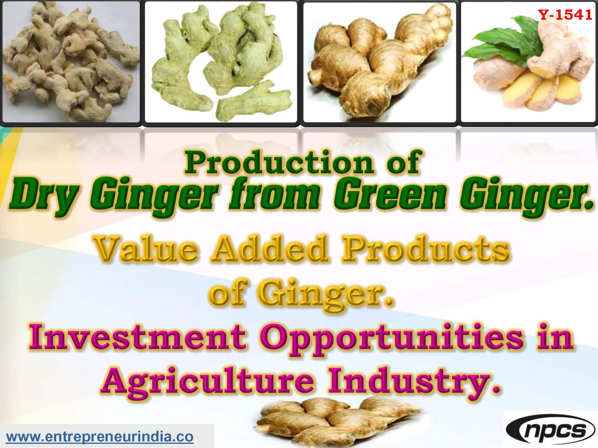 Production of Dry Ginger from Green Ginger.