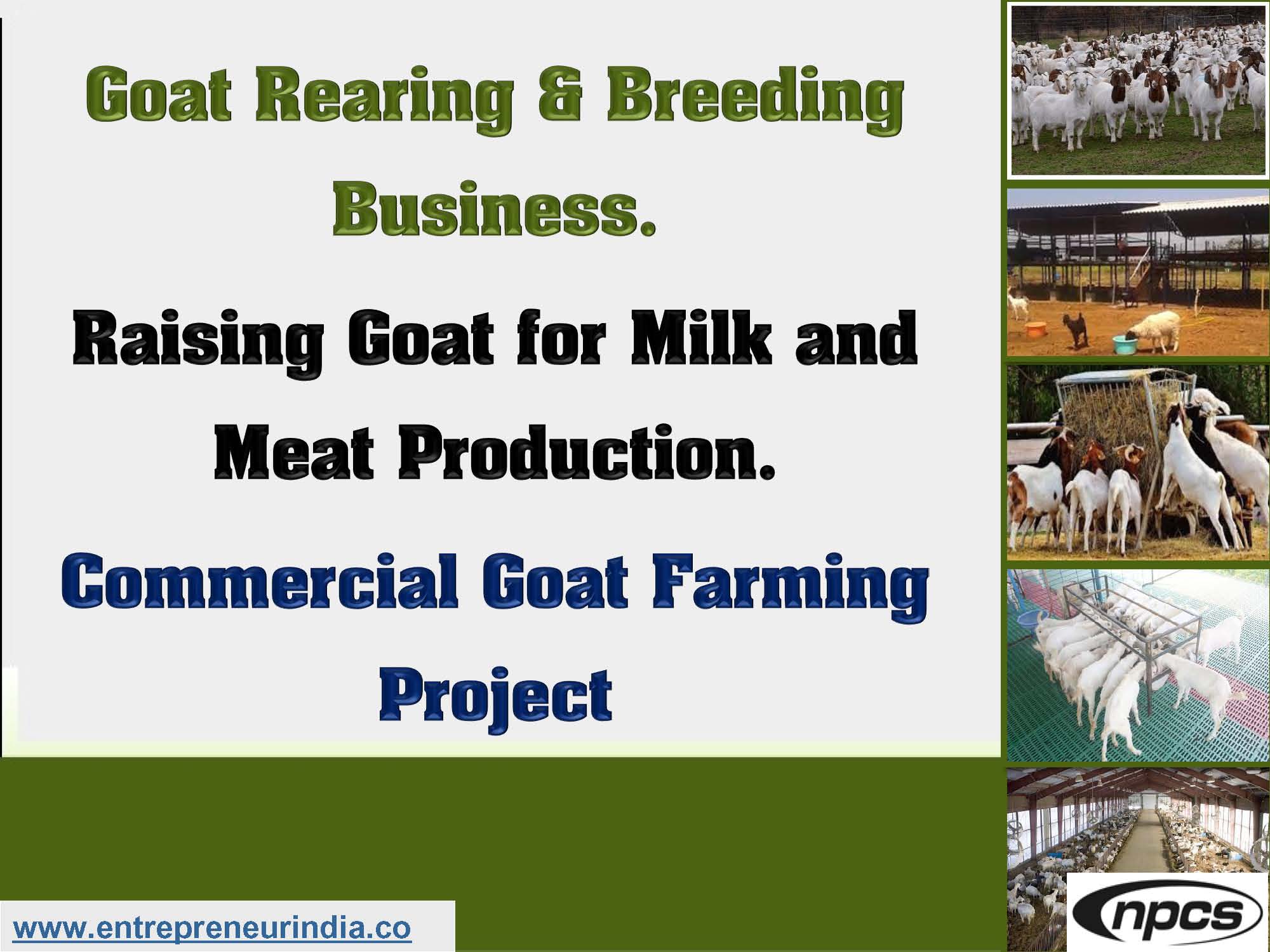 sample business plan for goat rearing