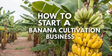 banana cultivation business