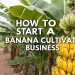 banana cultivation business