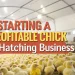 Chick Hatching Business