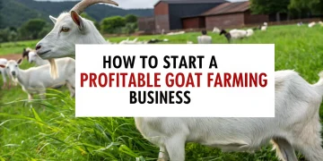 Goat farming business