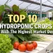 hydroponic crops