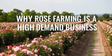 rose farming