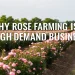 rose farming