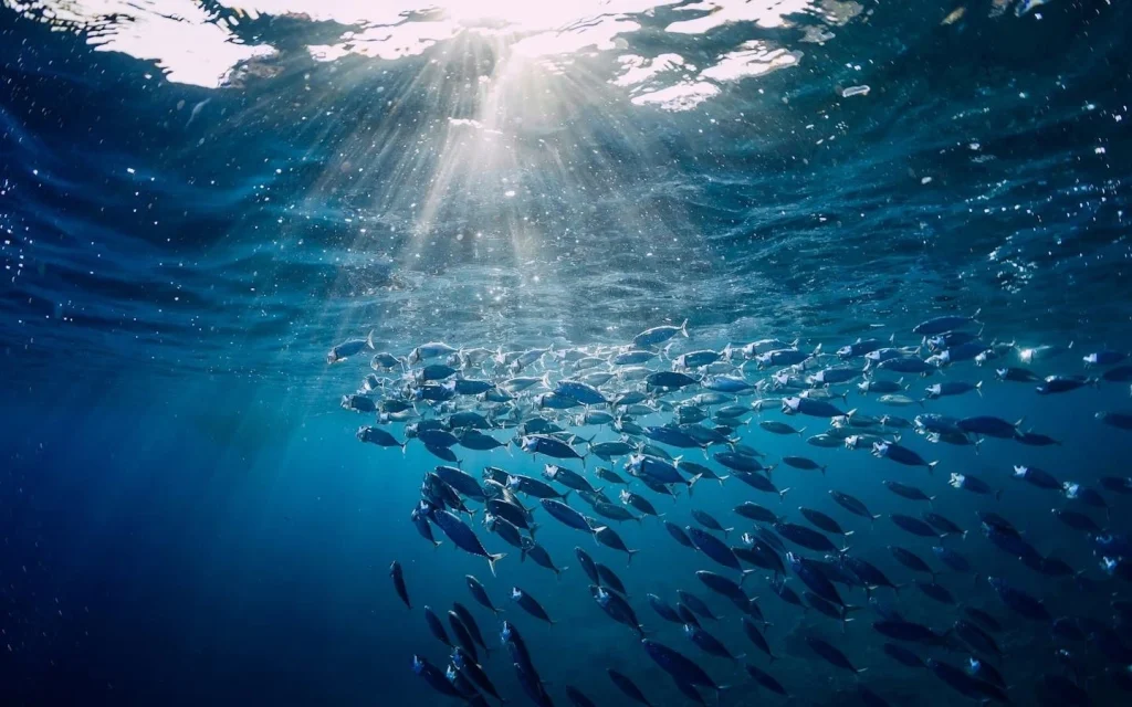 Fisheries and Aquaculture Business