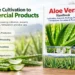 Aloe Vera Business in India: Cultivation, Processing