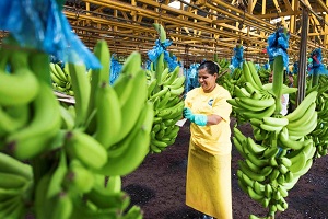Banana Processing
