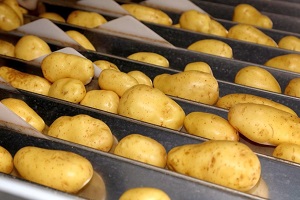 Potato