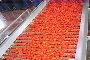 Tomato Processing
