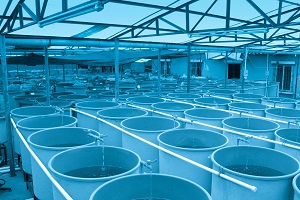 aquaculture-fish-tanks