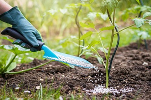 granulated-fertilize