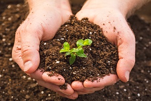 soil