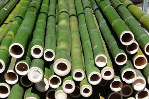 where-should-you-pot-the-bamboo