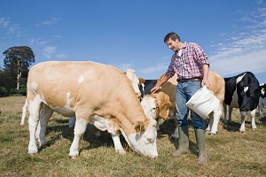Livestock