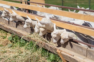 Livestock2