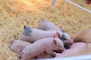 Livestock3