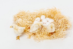 Livestock4