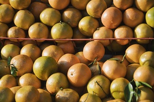 Kinnows at a market stall, Vaishno Devi, Katra, Jammu And Kashmir, India
