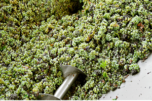 Moringa Processing.2
