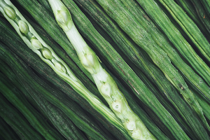 Moringa Processing.4