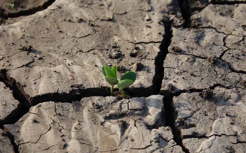 Challanges in Plantation and cultivation