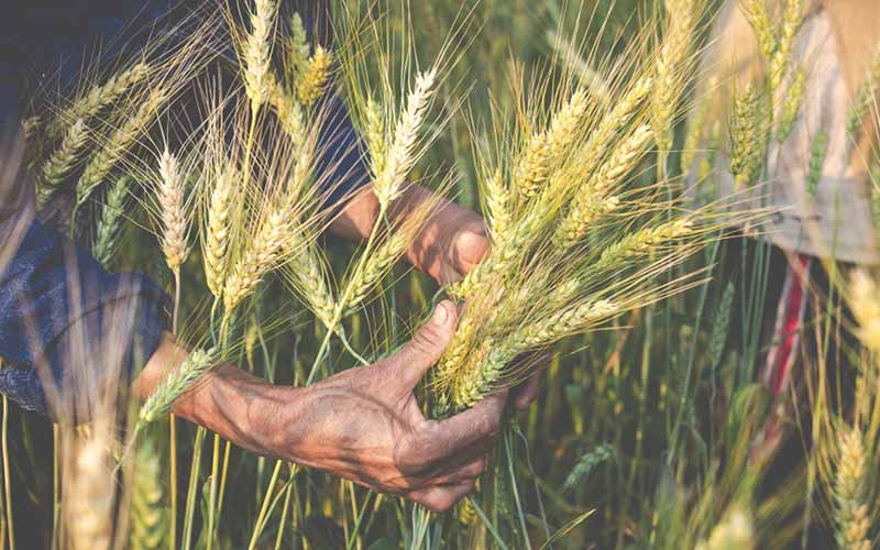 Cultivation-crops