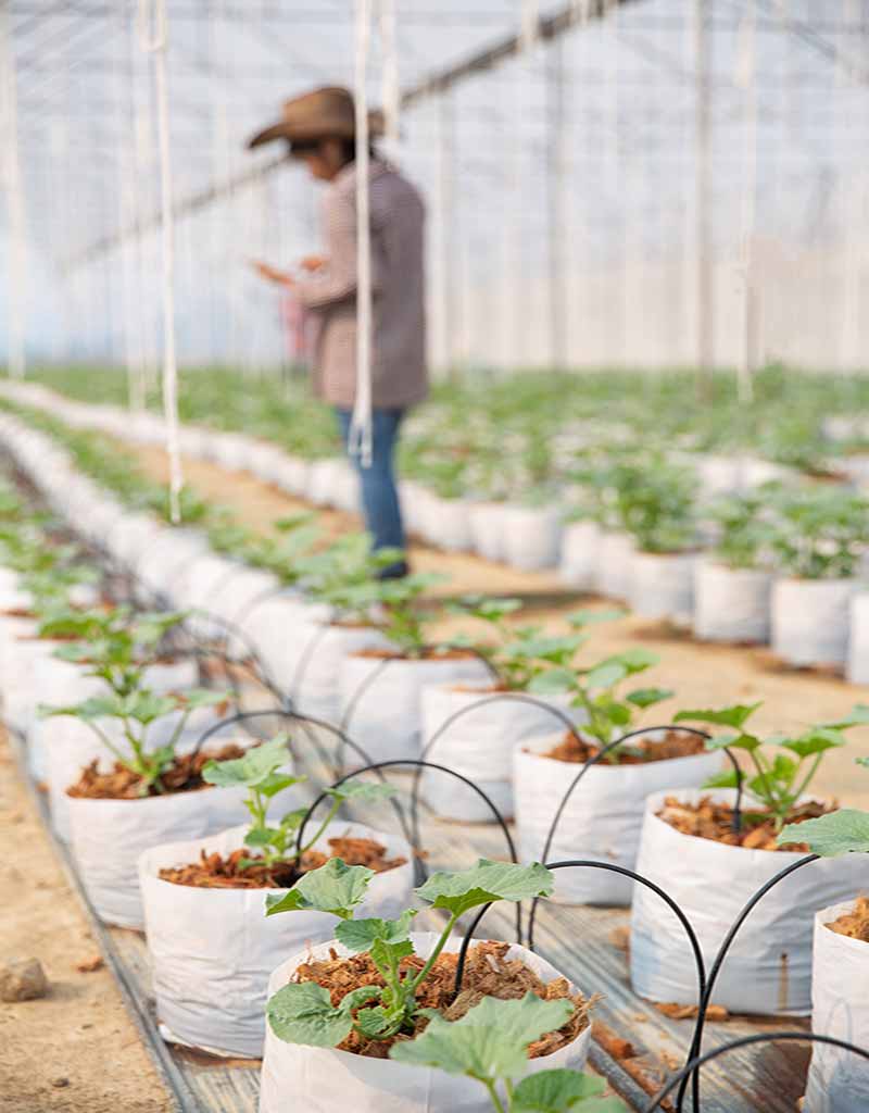 Importance of plantation and cultivation