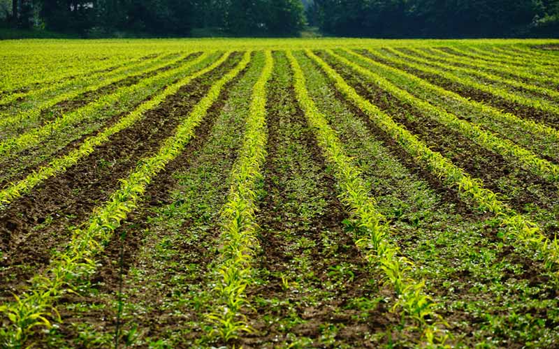 Plantation-crops