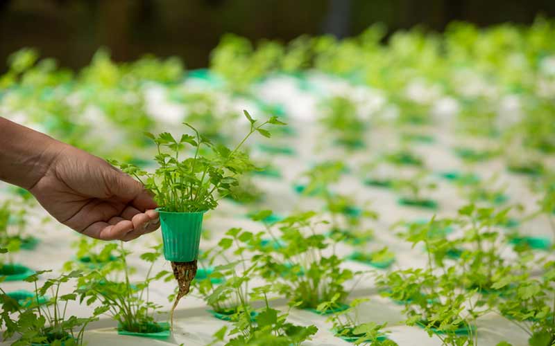 agro based business opportunity in madhya pradesh India