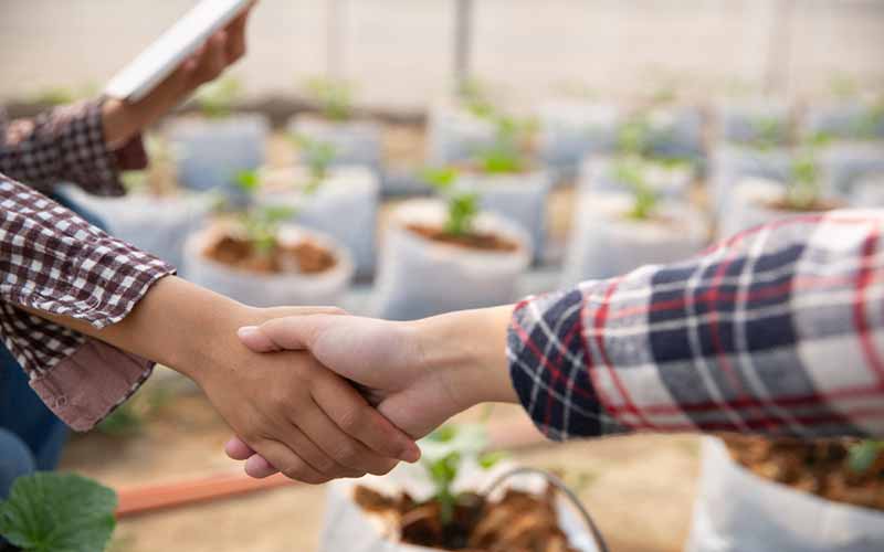 business opportunities in Plantation and cultivation
