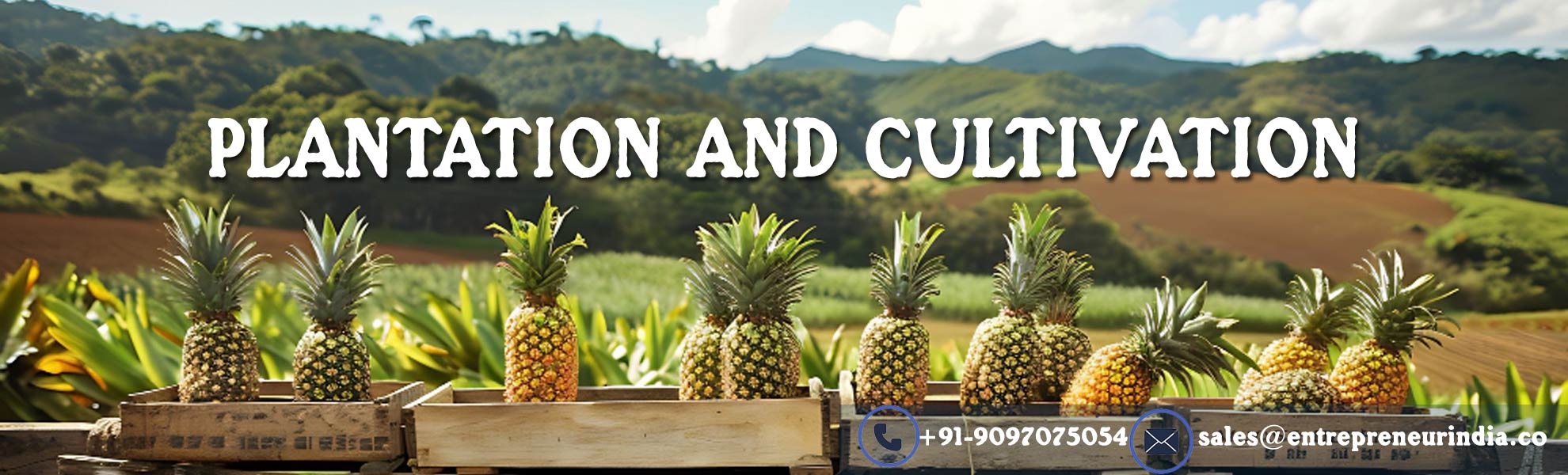 plantation and culture sector