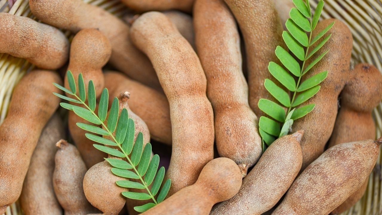 TAMARIND AND TAMARIND BASED PRODUCTS (Tamarind Juice Concentrate, Tamarind Kernel Powder, Gum From Tamarind Seed Powder, Tamarind Pulp From Tamarind, Tamarind Juice Powder, Oil From Tamarind Seed, Tartaric Acid, Food Colour, Crude Pectin, Tamarind Oil)