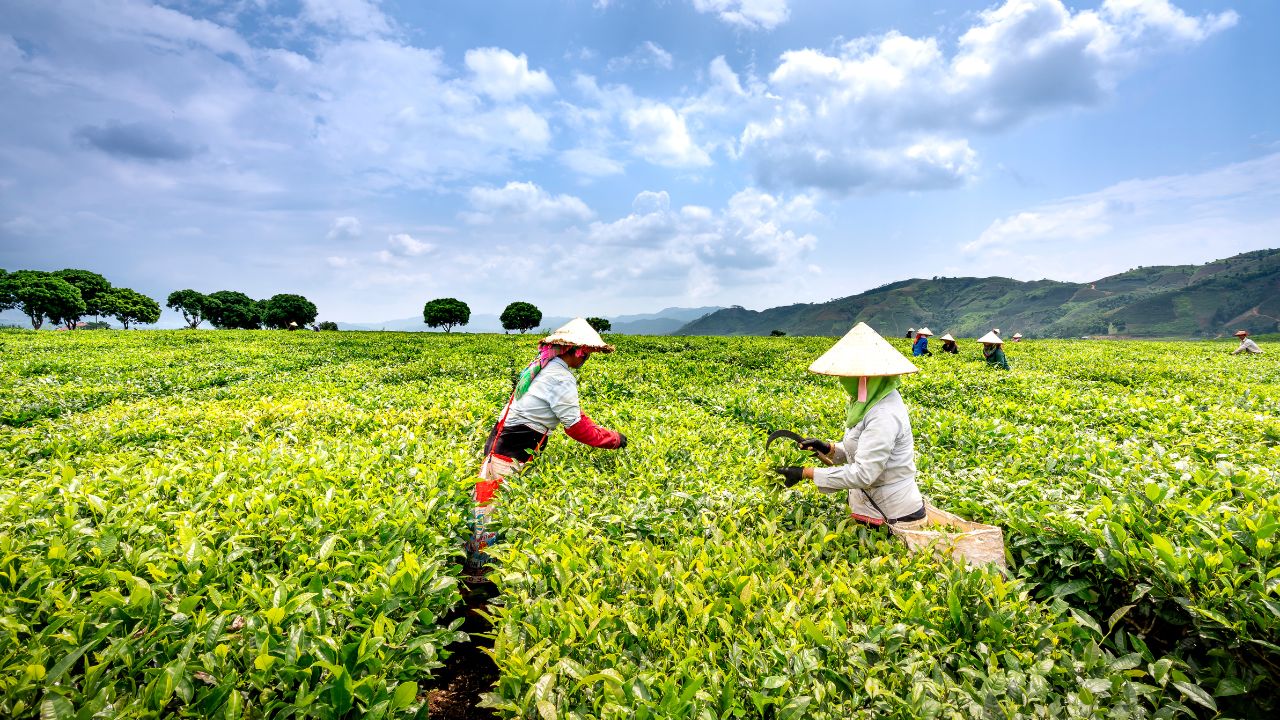 Agriculture, Agro Based, Bakery, Wood, Ice cream, Chocolate Cereal Food, Confectionery, Dairy, Farming, Fisheries, Food & Beverages, Fruits, Meat, Milk, Oils & Fats, Snacks, Spices, Vegetables, Flowers, Rice, Wheat, Corn, Tobacco and Tobacco Products