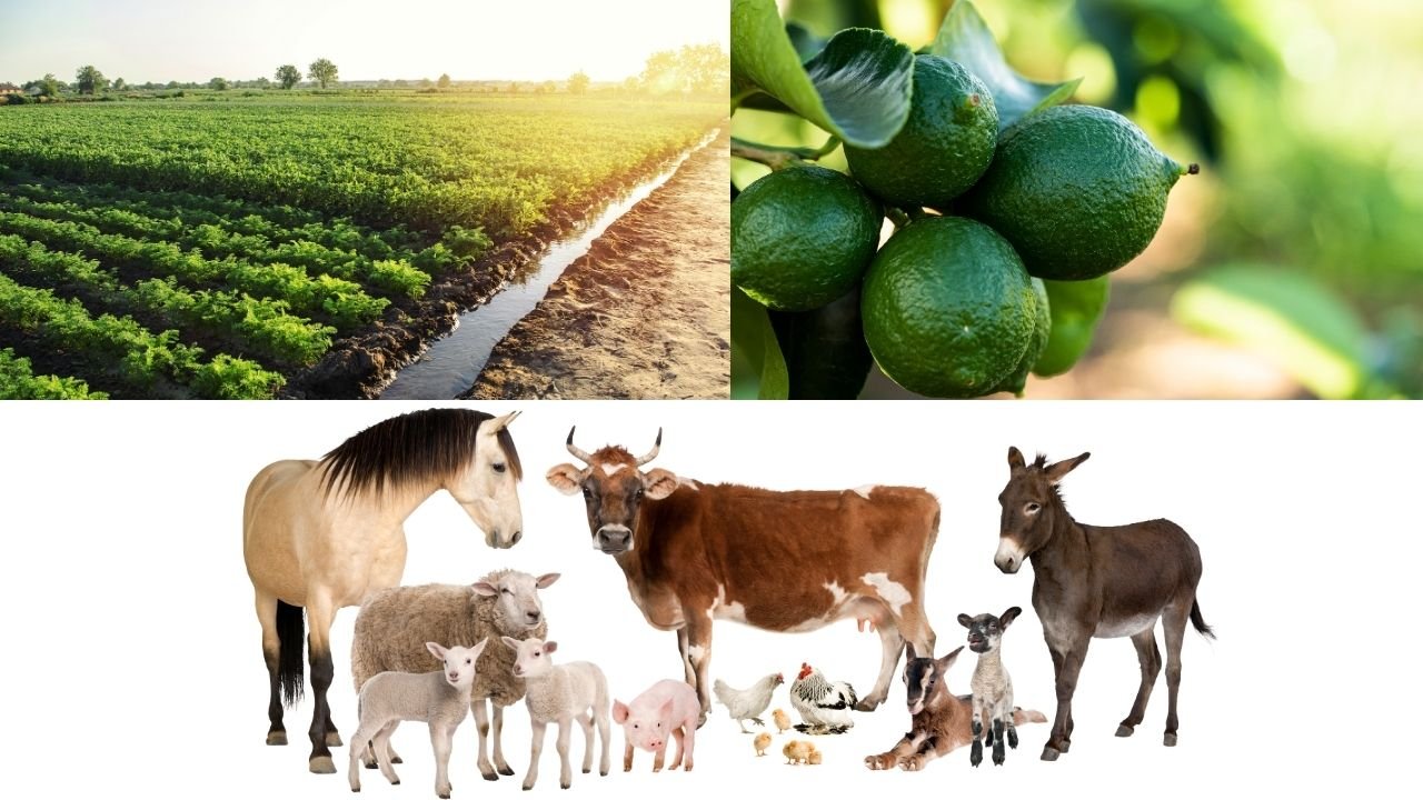 Plantation, Farming, Cultivation, Agro Based and Livestock Projects.