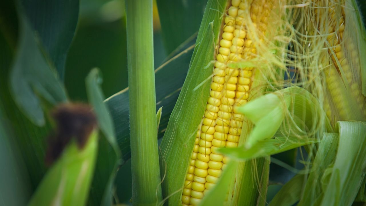 Maize, Corn and its By Products , Derivatives,  Maize Processing Industry, Corn Starch, Dextrose, Liquid Glucose, Sorbitol, Oil, Gluten, Germ Oil, Wet Milling,  Maize Starch Plant & related Products,  High-Fructose Corn Syrup (HFCS)Projects